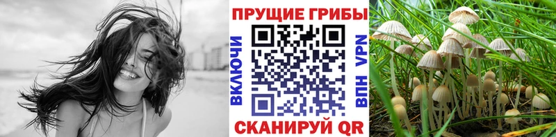 Галлюциногенные грибы Cubensis  Александровск 